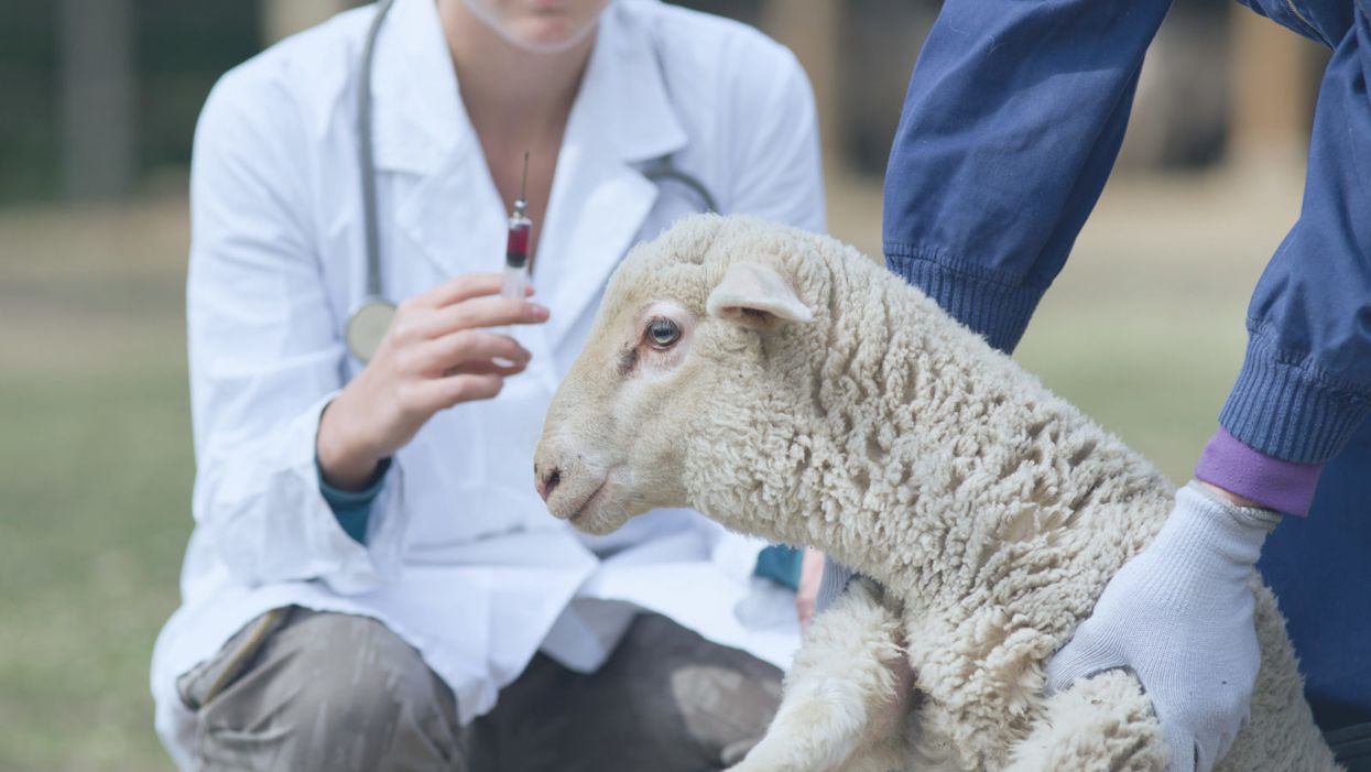 To Save Lives, This Scientist Is Trying to Grow Human Organs Inside of Sheep