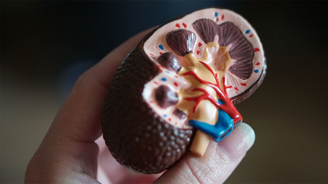 Lab-Grown Mini Kidneys Are Bringing Science Closer to Custom Organs