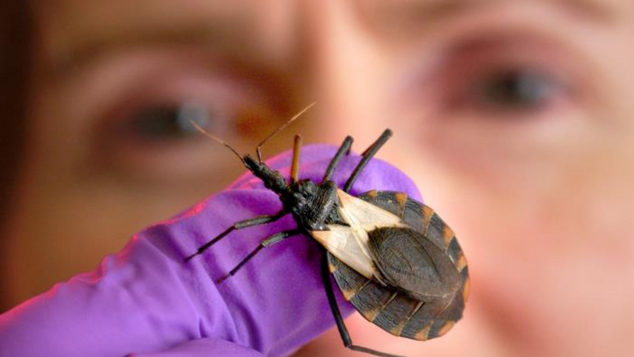 A purple gloved hand holds a kissing bug