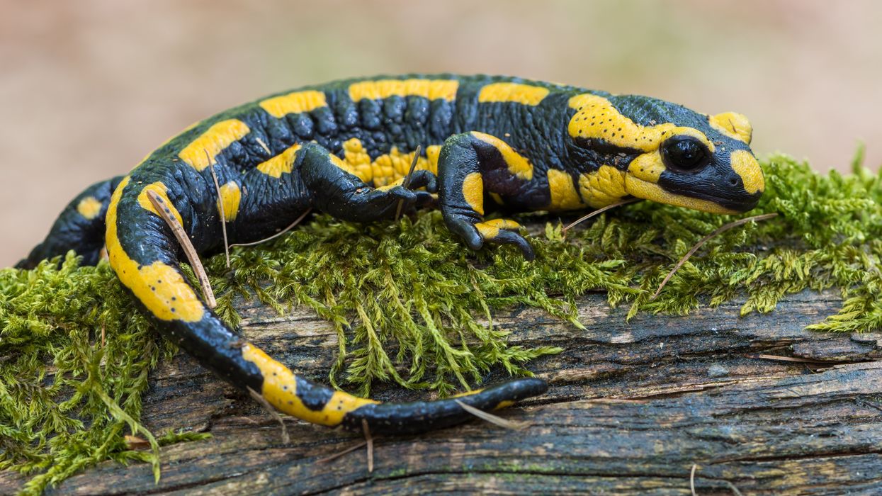 Scientists want the salamander's secret: how they regenerate tissue