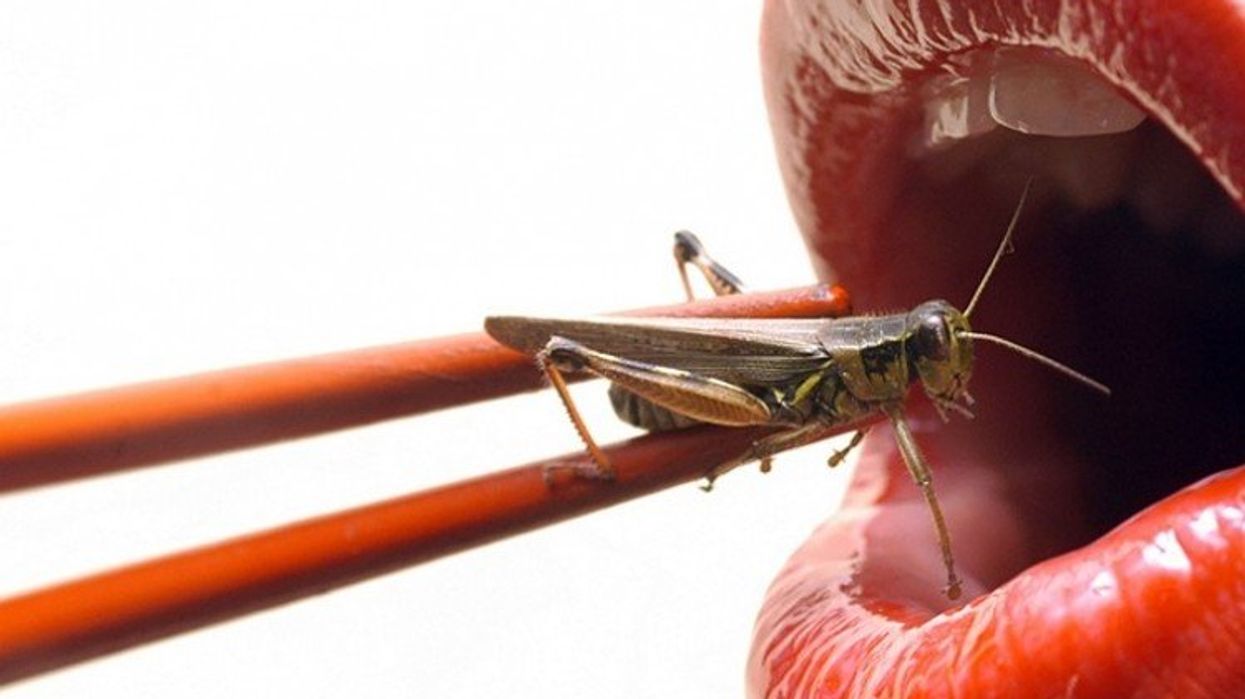 Will Eating Insects Go Mainstream by 2030?