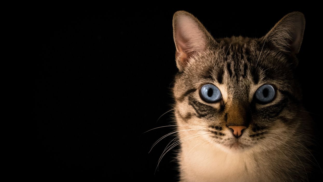 Can Biotechnology Take the Allergies Out of Cats?
