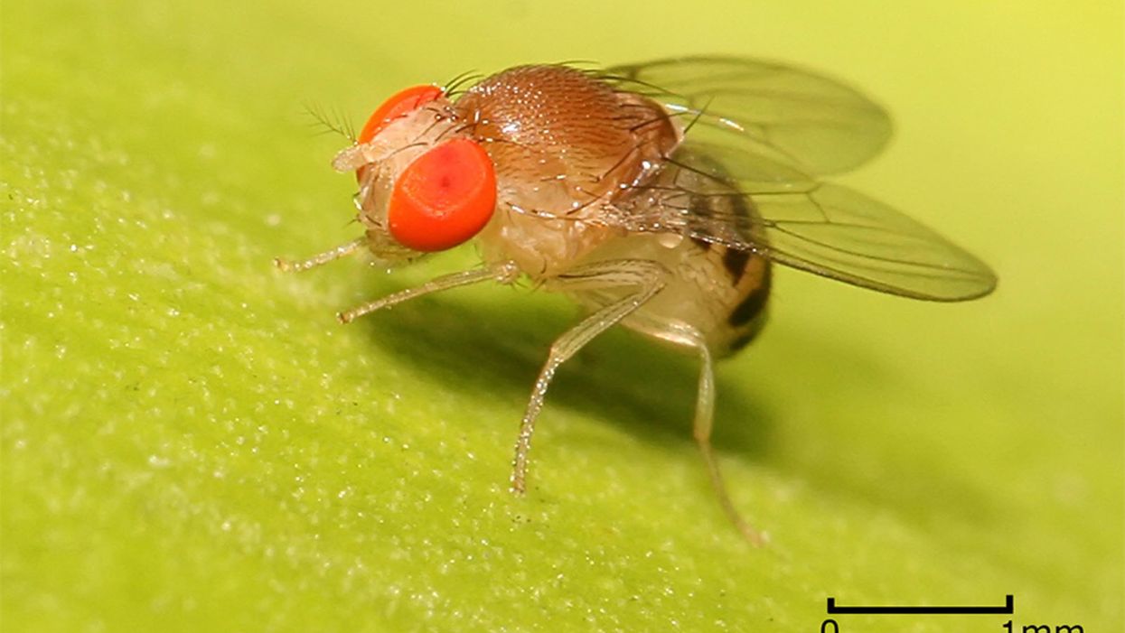 Scientists Used Fruit Flies to Quickly Develop a Personalized Cancer Treatment for a Dying Man