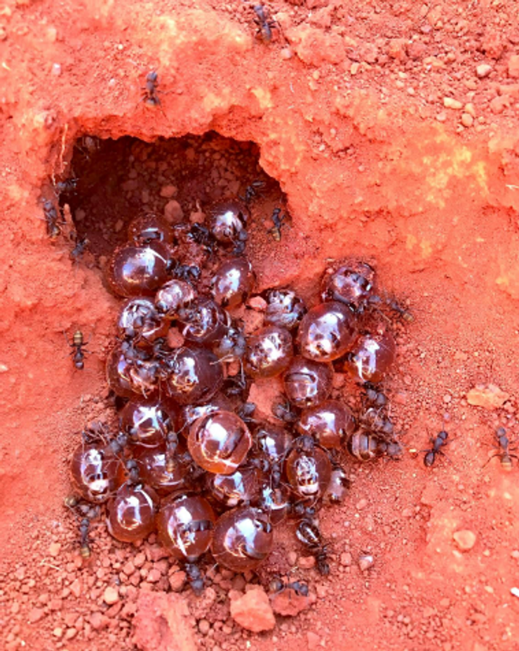 Honeypot Ants' Honey Can Kill Pathogenic Bacteria But Leave Others