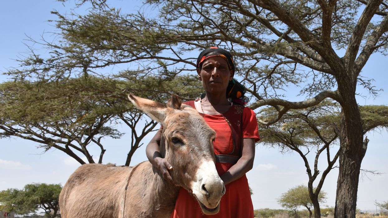 Scientists aim to preserve donkeys, one frozen embryo at a time