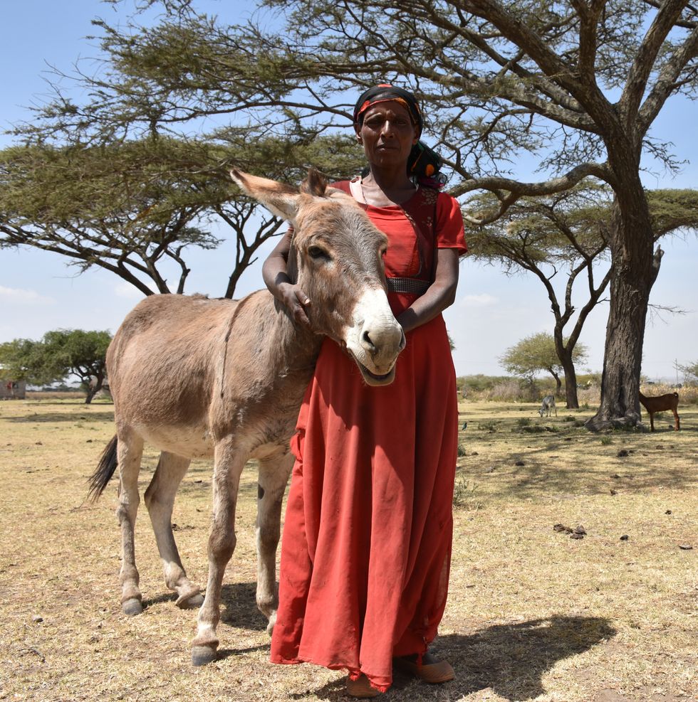 Scientists aim to preserve donkeys, one frozen embryo at a time -  upworthyscience.com