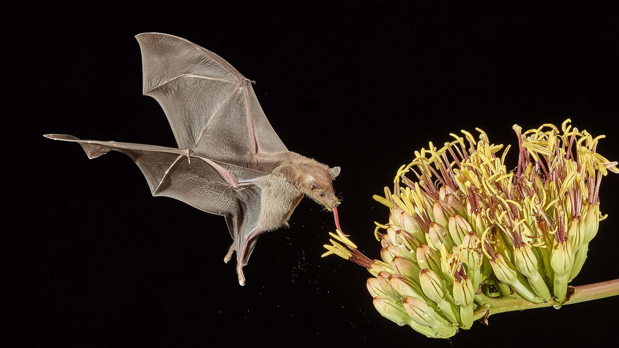 Podcast: Bat superpowers and preventing pandemics with Dr. Raina Plowright
