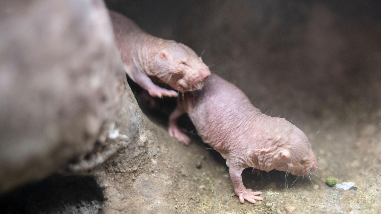 Naked Mole Rats Defy Aging. One Scientist Has Dedicated Her Career to Finding Out How.