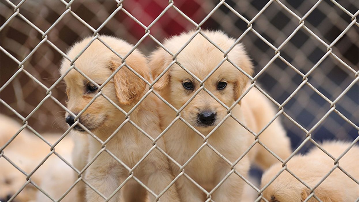 So-Called “Puppy Mills” Are Not All As Bad As We Think, Pioneering Research Suggests