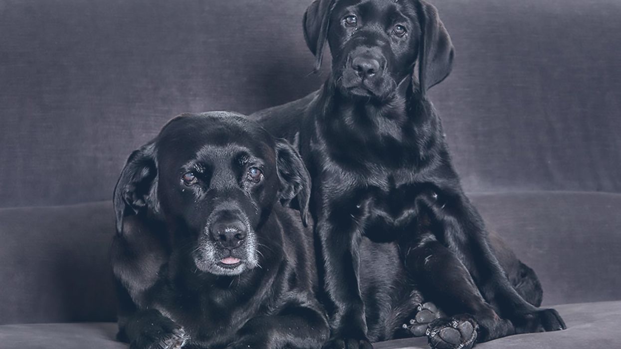 Your Beloved Pet Is Old. Should You Clone It?
