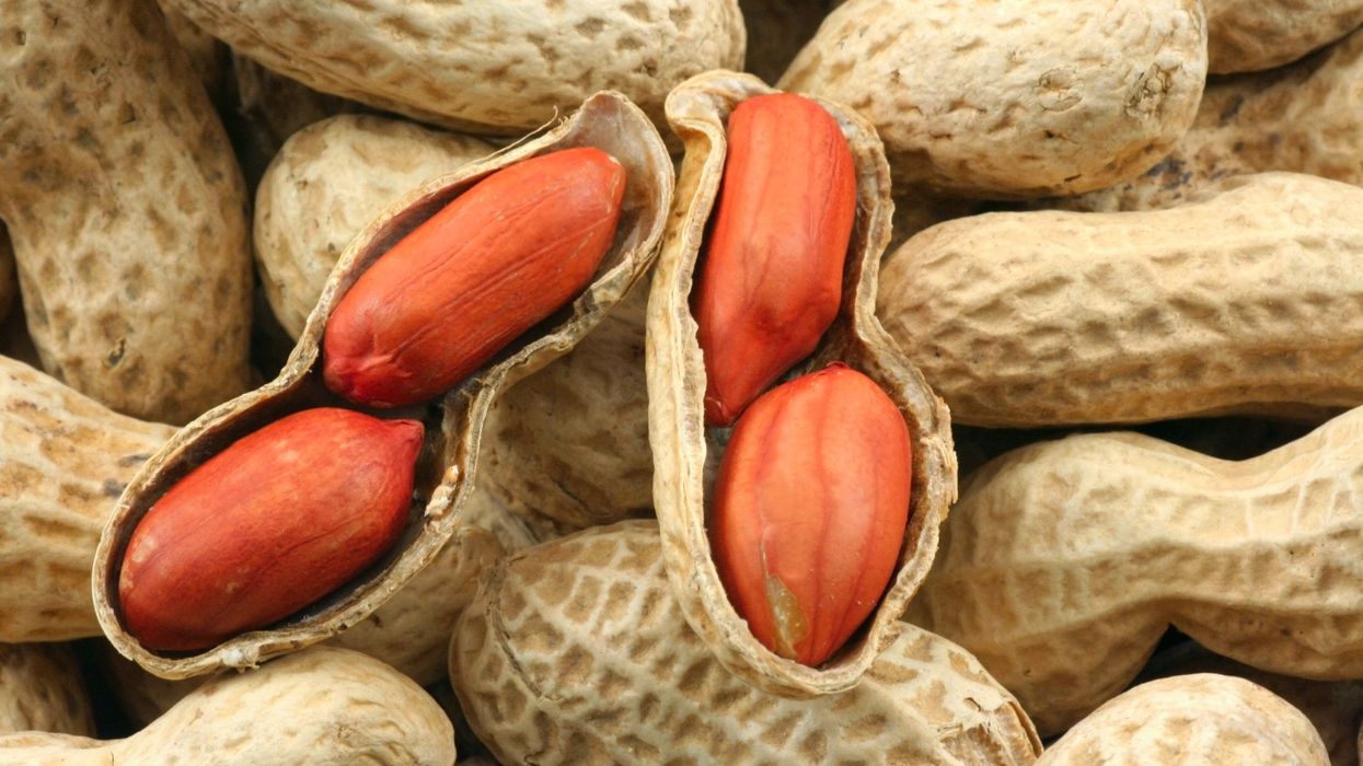 A skin patch to treat peanut allergies teaches the body to tolerate the nuts