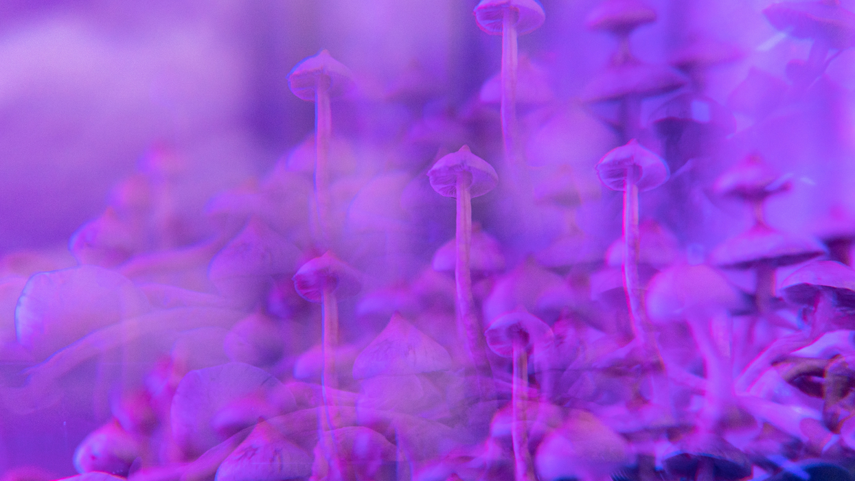 Picture of blurry purple mushrooms