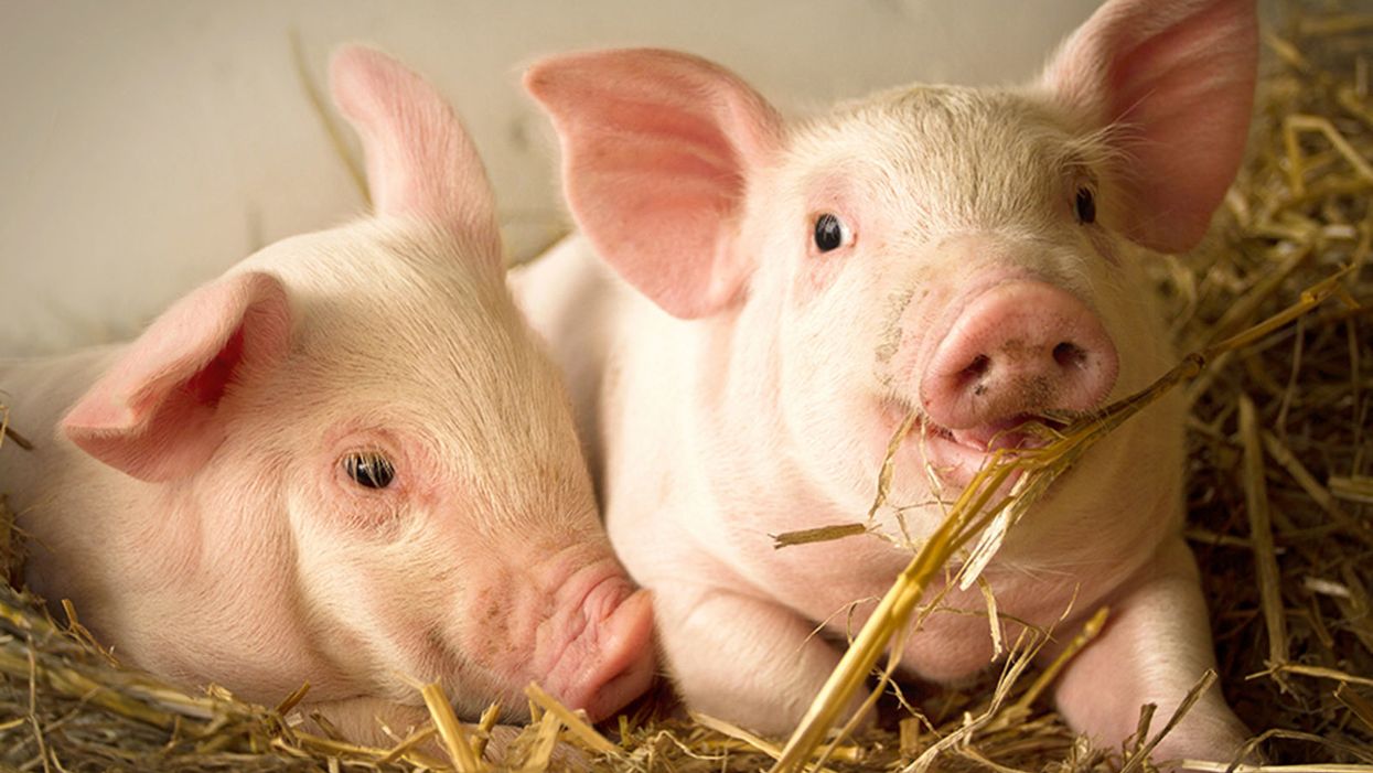 Growing Human Organs Inside Pigs Could Save Lives, But the U.S. Won't Fund the Research