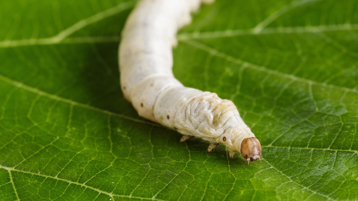 Silkworms with spider DNA spin silk stronger than Kevlar