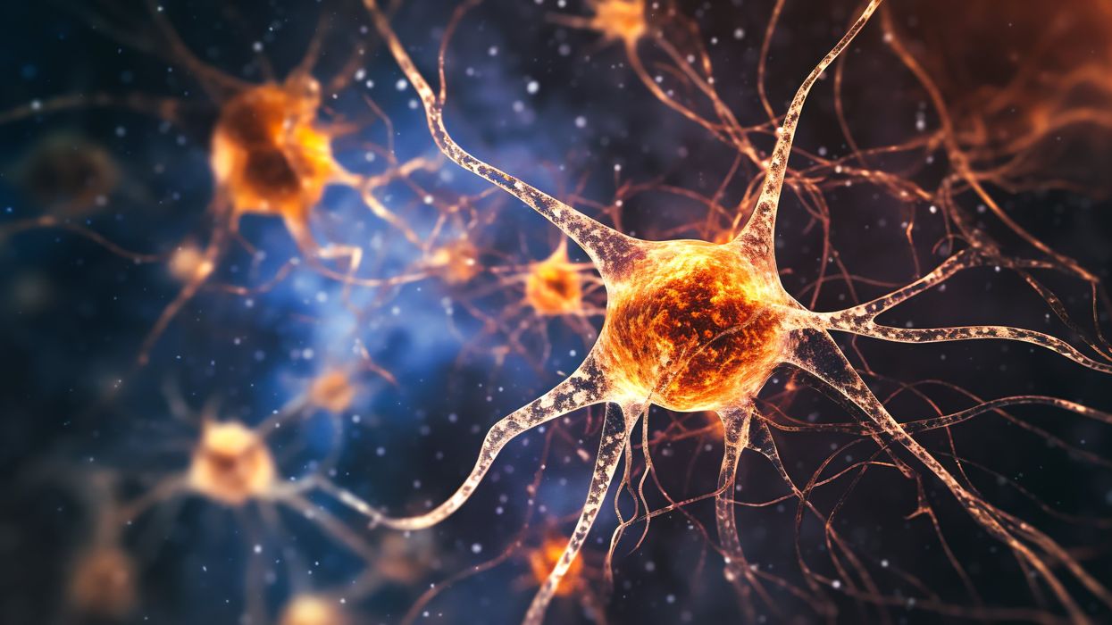 A newly discovered brain cell may lead to better treatments for cognitive disorders