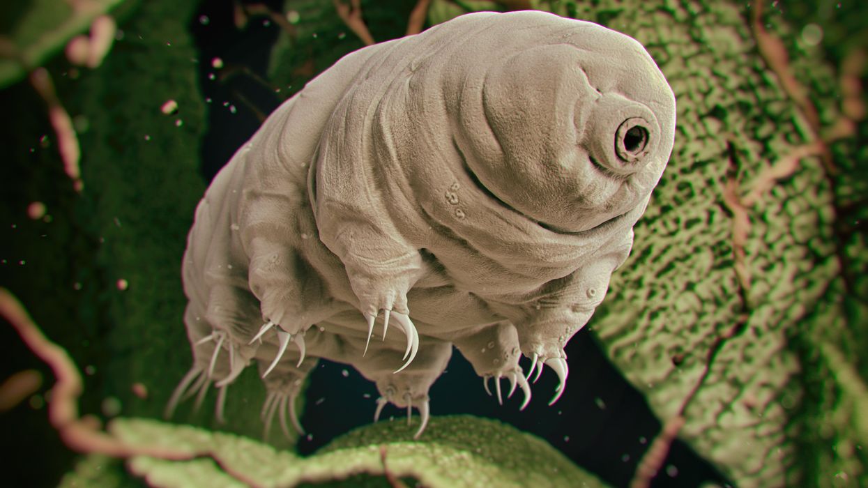 Tiny, tough “water bears” may help bring new vaccines and medicines to sub-Saharan Africa
