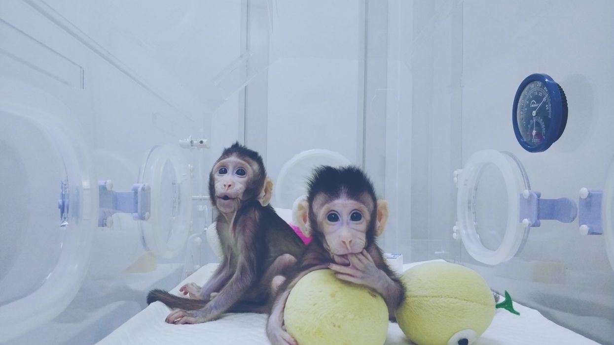 The First Cloned Monkeys Provoked More Shrugs Than Shocks